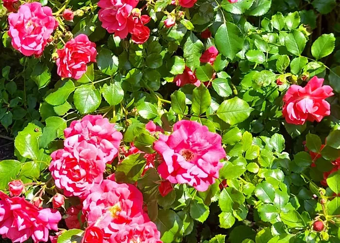 Domaine De L'ermitage Rue (Somme)