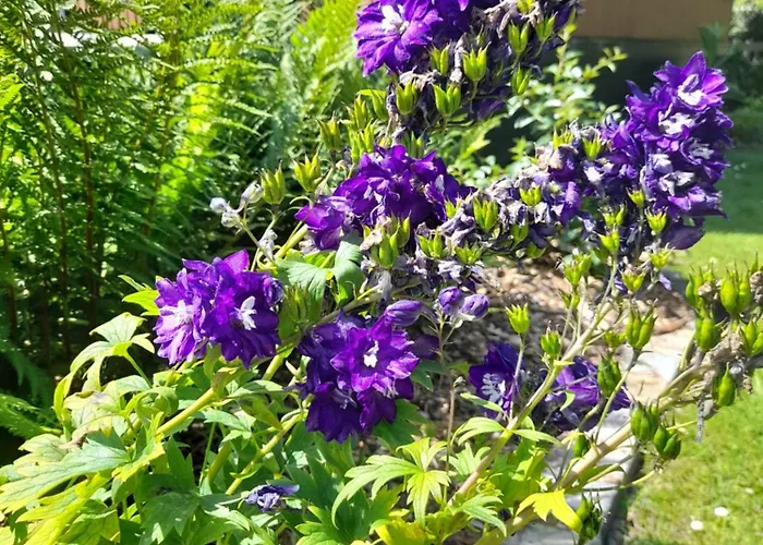 Domaine De L'ermitage * Rue (Somme)