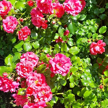 Domaine De L'ermitage Rue (Somme)